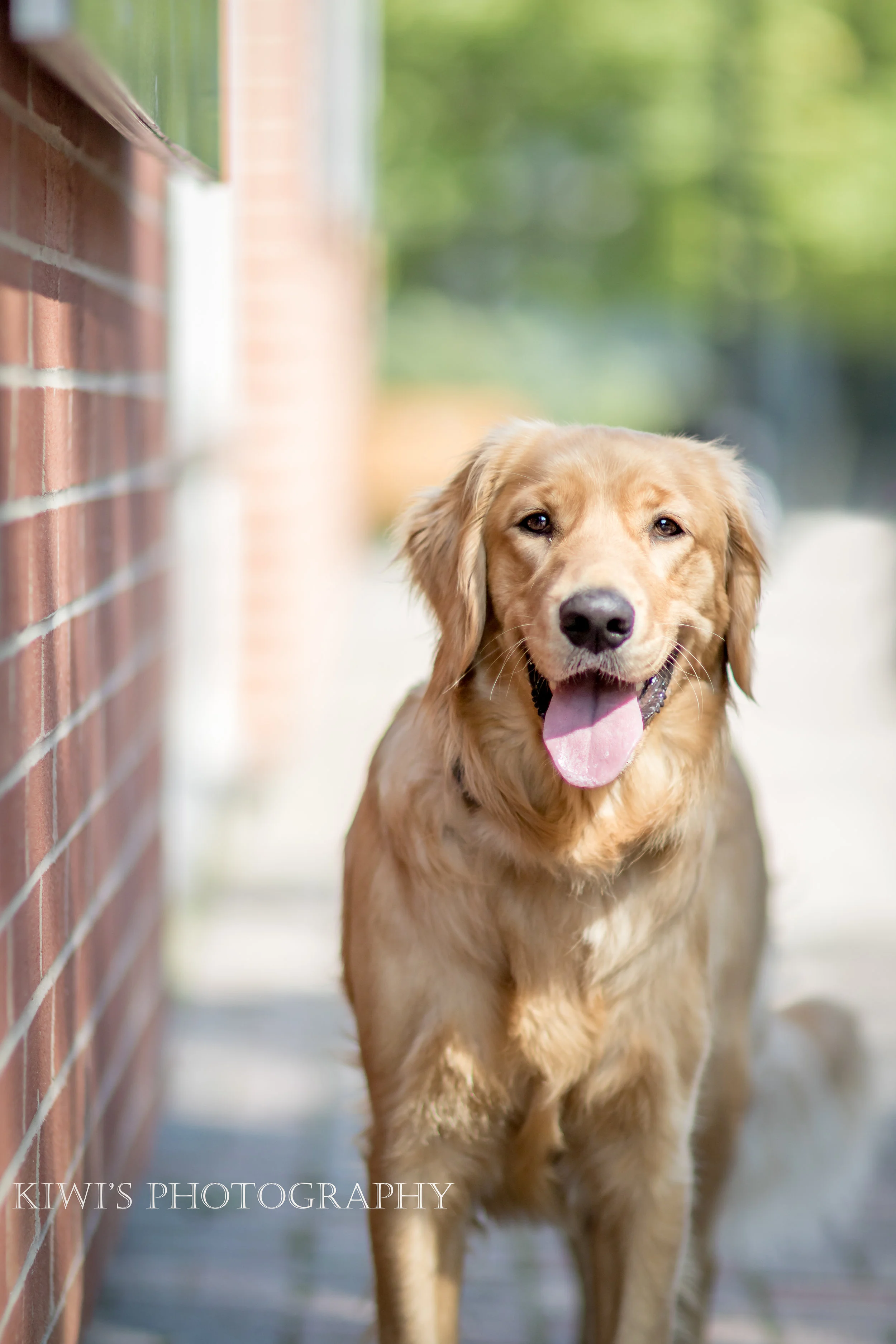 How i best sale met my dog
